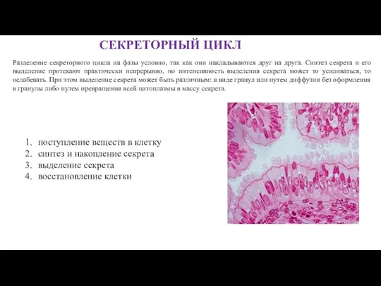 Разделение секреторного цикла на фазы условно, так как они накладываются друг на