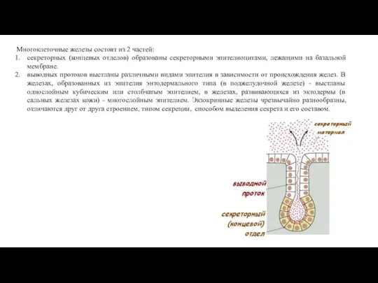 Многоклеточные железы состоят из 2 частей: секреторных (концевых отделов) образованы секреторными эпителиоцитами,
