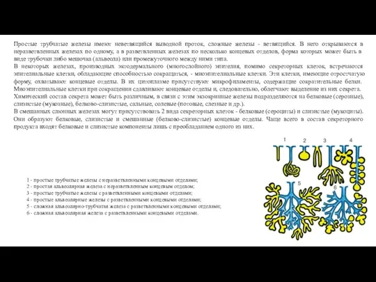 Простые трубчатые железы имеют неветвящийся выводной проток, сложные железы - ветвящийся. В