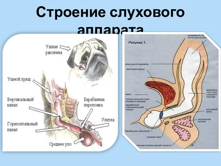 Строение слухового аппарата