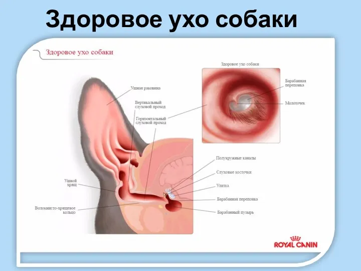 Здоровое ухо собаки