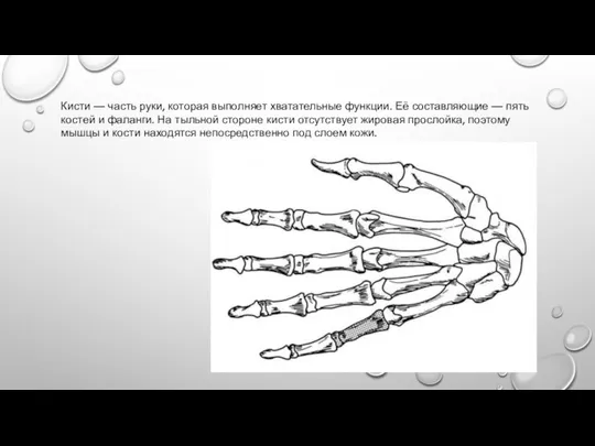 Кисти — часть руки, которая выполняет хватательные функции. Её составляющие — пять