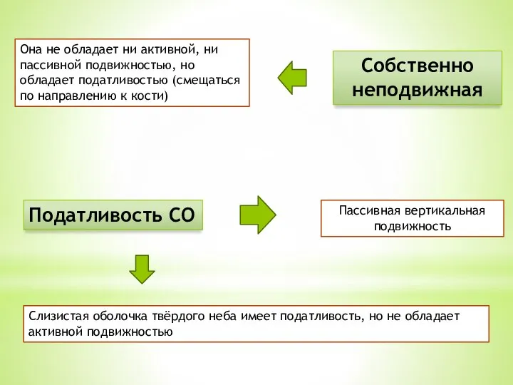 Она не обладает ни активной, ни пассивной подвижностью, но обладает податливостью (смещаться