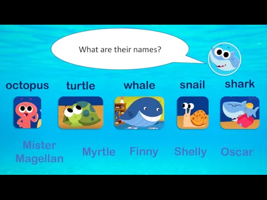What are their names? Mister Magellan Myrtle Finny Shelly Oscar octopus turtle whale snail shark