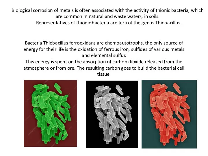 Biological corrosion of metals is often associated with the activity of thionic