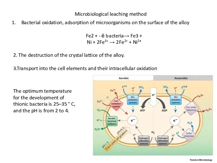 The optimum temperature for the development of thionic bacteria is 25–35 °