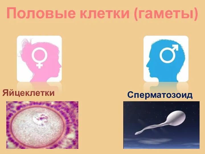 Половые клетки (гаметы) Яйцеклетки Сперматозоиды