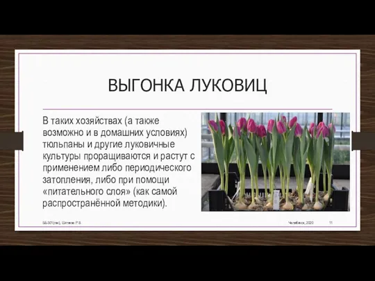 ВЫГОНКА ЛУКОВИЦ В таких хозяйствах (а также возможно и в домашних условиях)