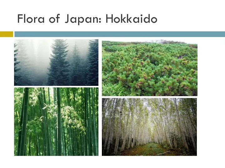 Flora of Japan: Hokkaido