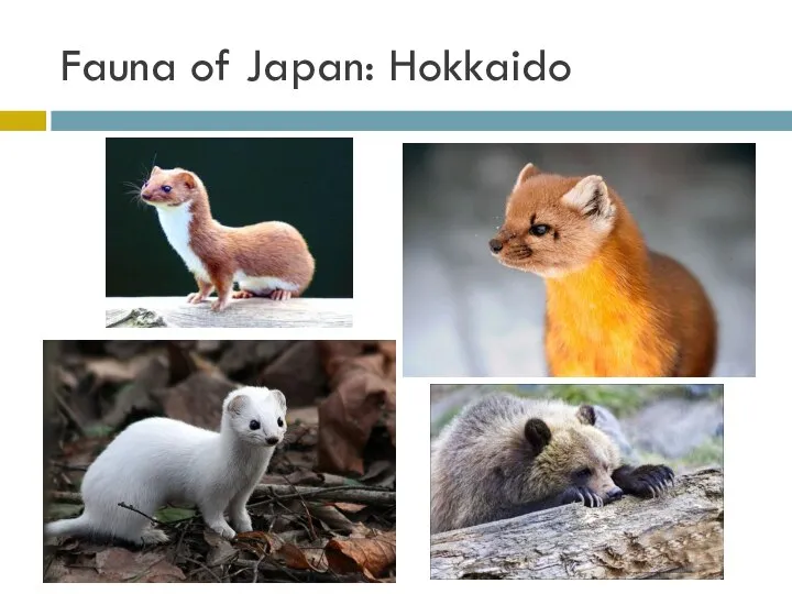 Fauna of Japan: Hokkaido