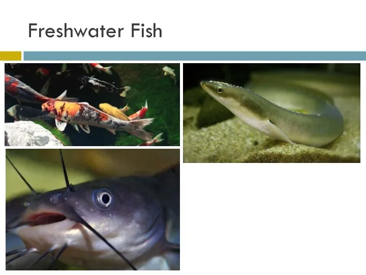 Freshwater Fish