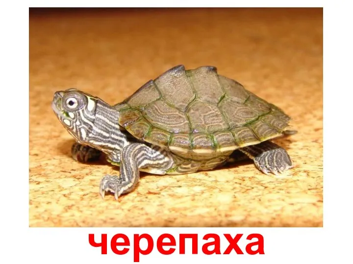 черепаха