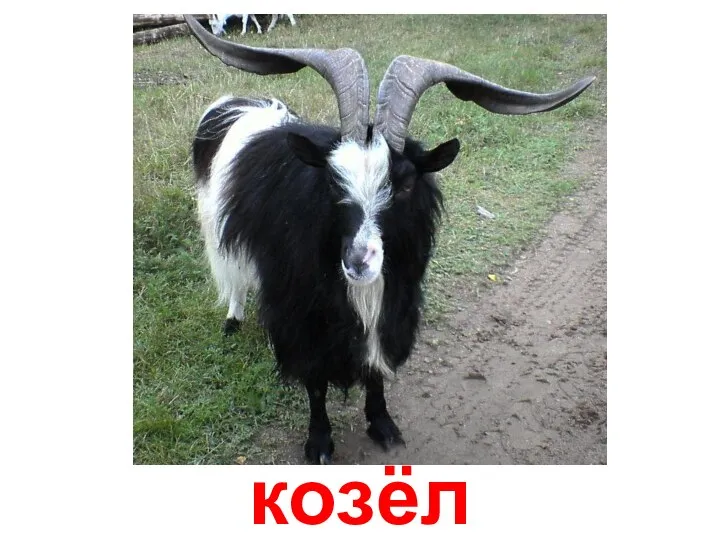 козёл