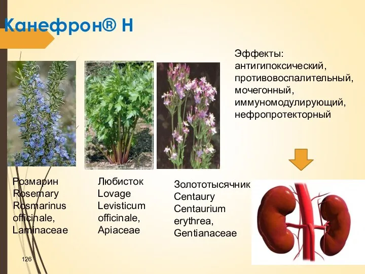 Канефрон® Н Розмарин Rosemary Rosmarinus officinale, Laminaceae Любисток Lovage Levisticum officinale, Apiaceae