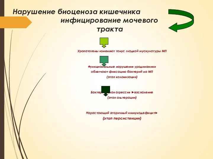 Нарушение биоценоза кишечника инфицирование мочевого тракта Уропатогены изменяют тонус гладкой мускулатуры МП