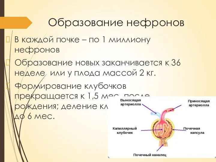 Образование нефронов В каждой почке – по 1 миллиону нефронов Образование новых