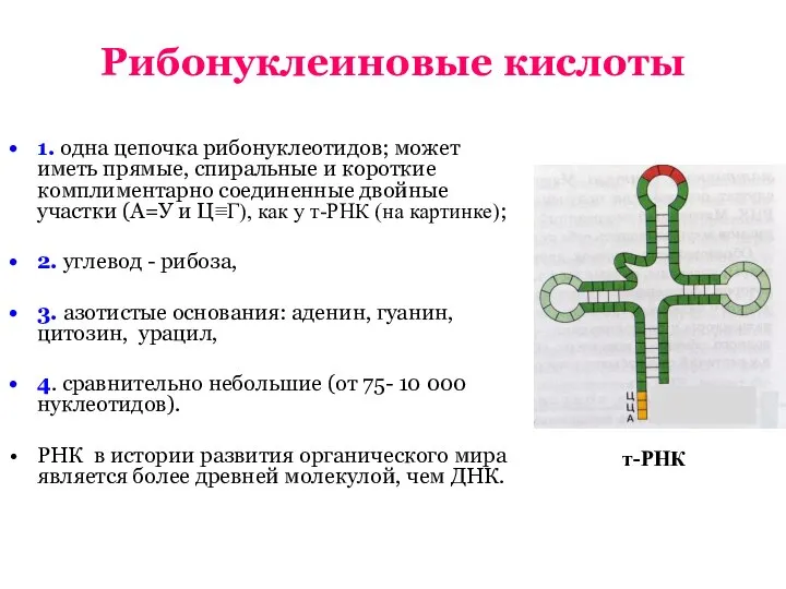 Рибонуклеиновые кислоты 1. одна цепочка рибонуклеотидов; может иметь прямые, спиральные и короткие
