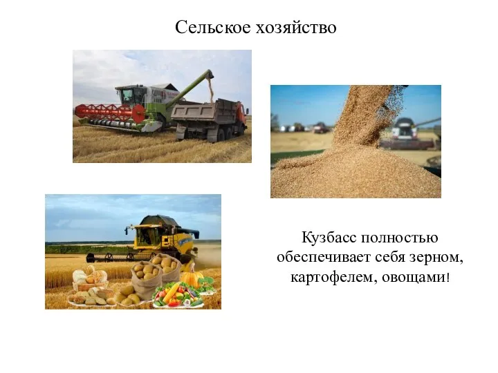 Сельское хозяйство Кузбасс полностью обеспечивает себя зерном, картофелем, овощами!
