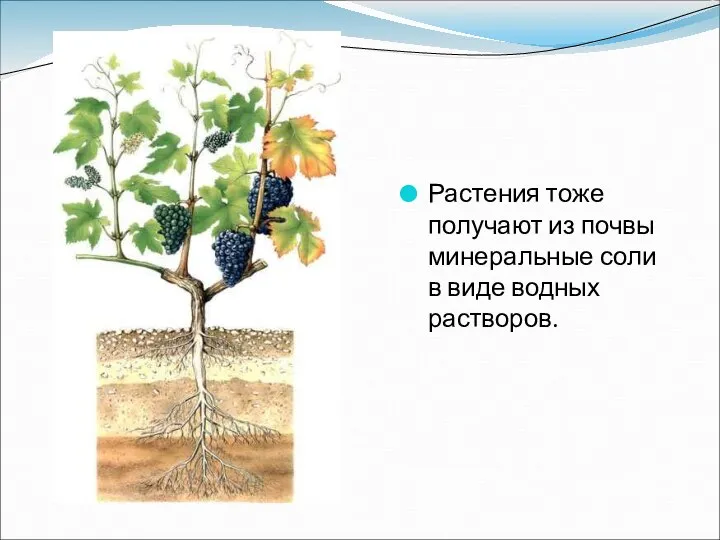 Растения тоже получают из почвы минеральные соли в виде водных растворов.