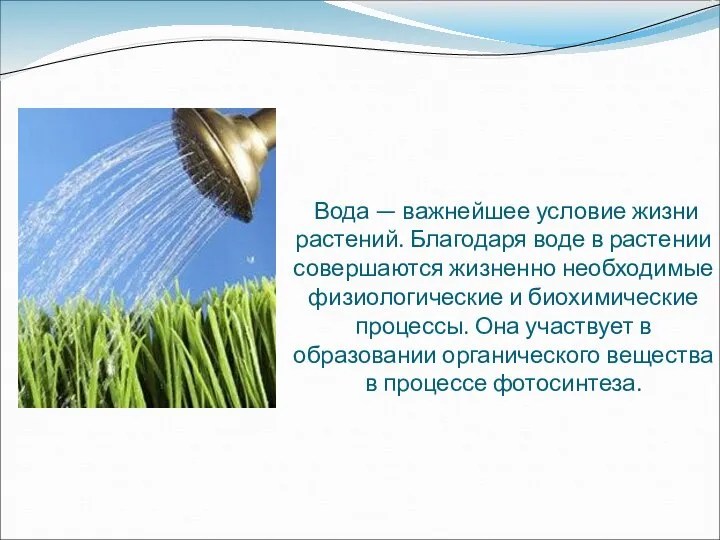 Вода — важнейшее условие жизни растений. Благодаря воде в растении совершаются жизненно