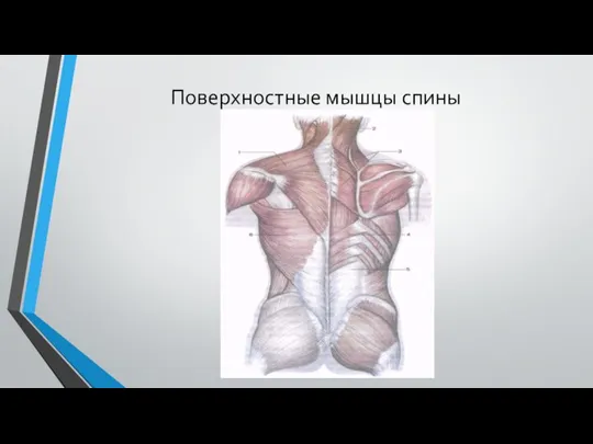 Поверхностные мышцы спины