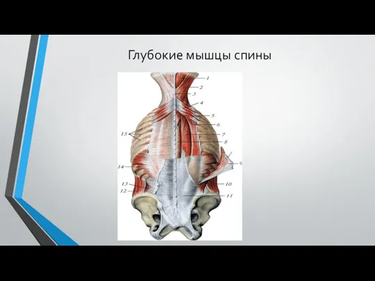 Глубокие мышцы спины