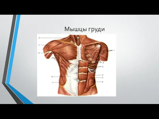 Мышцы груди