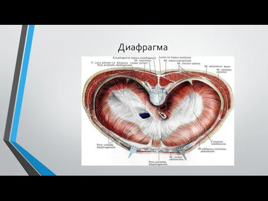 Диафрагма