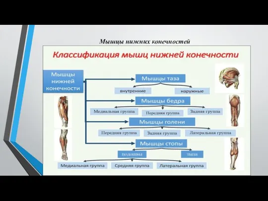 Мышцы нижних конечностей