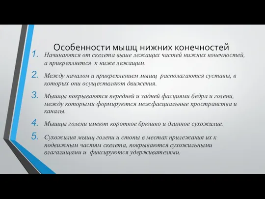 Особенности мышц нижних конечностей Начинаются от скелета выше лежащих частей нижних конечностей,