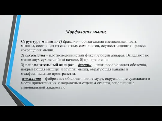 Морфология мышц. Структура мышцы: 1) брюшко – обязательная специальная часть мышцы, состоящая