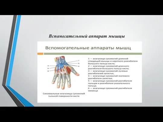 Вспомогательный аппарат мышцы