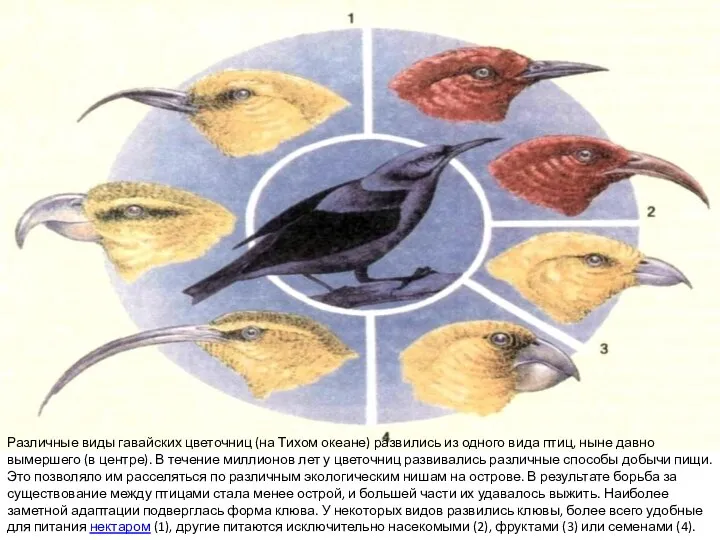 Различные виды гавайских цветочниц (на Тихом океане) развились из одного вида птиц,