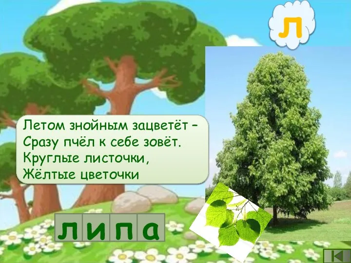 л Летом знойным зацветёт – Сразу пчёл к себе зовёт. Круглые листочки,