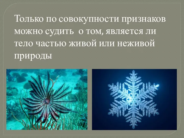 Только по совокупности признаков можно судить о том, является ли тело частью живой или неживой природы