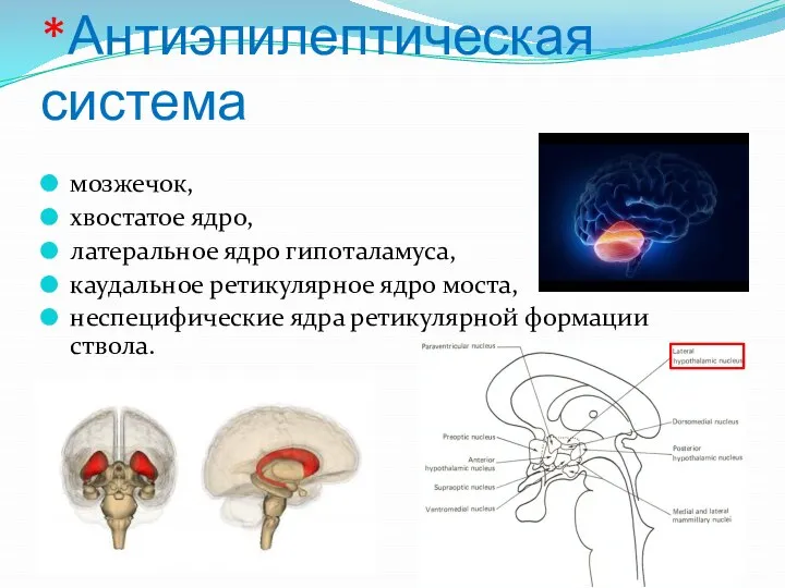 *Антиэпилептическая система мозжечок, хвостатое ядро, латеральное ядро гипоталамуса, каудальное ретикулярное ядро моста,