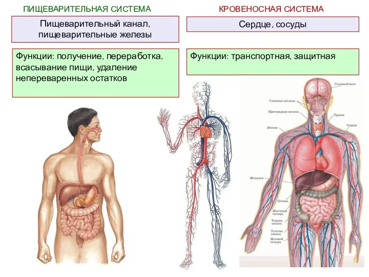 ПИЩЕВАРИТЕЛЬНАЯ СИСТЕМА Пищеварительный канал, пищеварительные железы Функции: получение, переработка, всасывание пищи, удаление