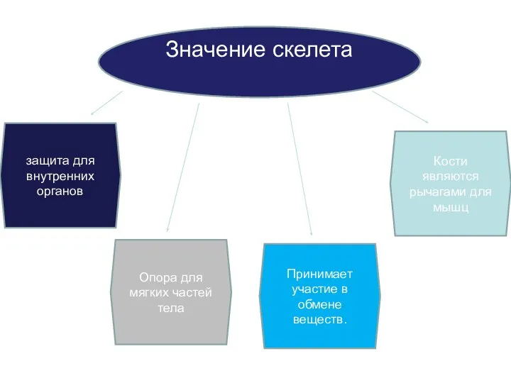 Значение скелета Опора для мягких частей тела защита для внутренних органов Принимает