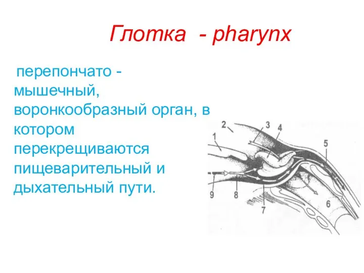 Глотка - pharynx перепончато - мышечный, воронкообразный орган, в котором перекрещиваются пищеварительный и дыхательный пути.