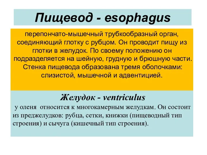 Пищевод - esophagus перепончато-мышечный трубкообразный орган, соединяющий глотку с рубцом. Он проводит