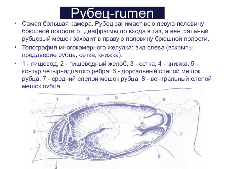 Рубец-rumen Самая большая камера. Рубец занимает всю левую половину брюшной полости от