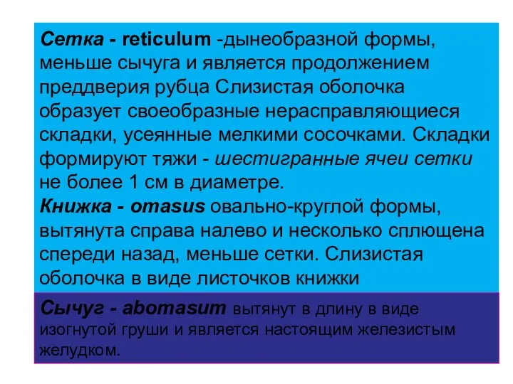 Сетка - reticulum -дынеобразной формы, меньше сычуга и является продолжением преддверия рубца