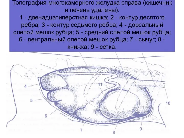 Топография многокамерного желудка справа (кишечник и печень удалены). 1 - двенадцатиперстная кишка;