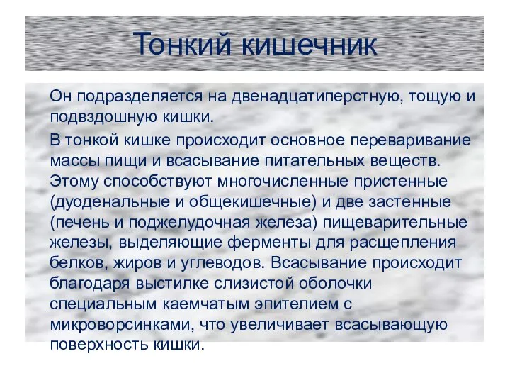 Тонкий кишечник Он подразделяется на двенадцатиперстную, тощую и подвздошную кишки. В тонкой