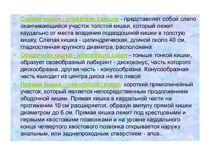 Слепая кишка - intestinum caecum - представляет собой слепо оканчи­вающийся участок толстой