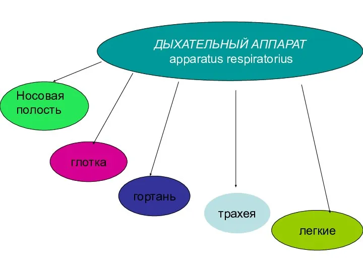 ДЫХАТЕЛЬНЫЙ АППАРАТ apparatus respiratorius легкие Носовая полость трахея гортань глотка