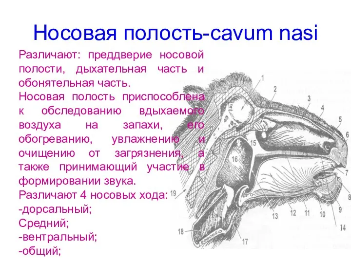 Носовая полость-cavum nasi Различают: преддверие носовой полости, дыхательная часть и обонятельная часть.