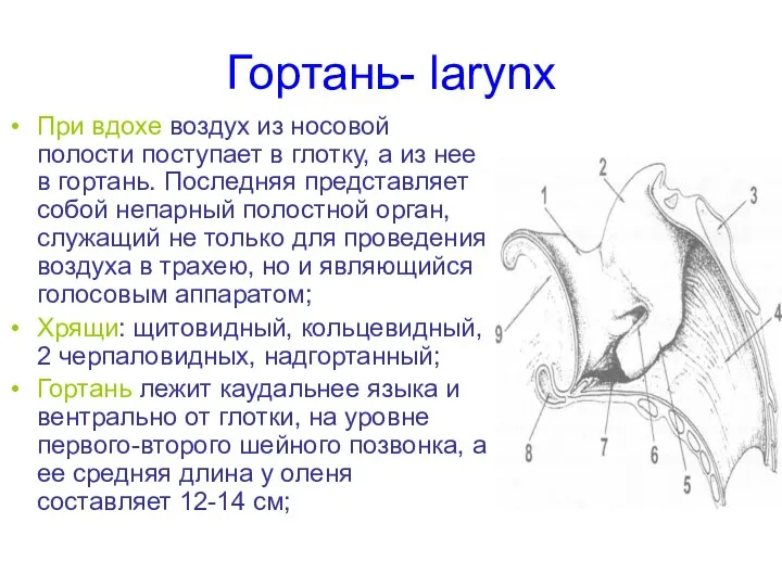 Гортань- larynx При вдохе воздух из носовой полости поступает в глотку, а