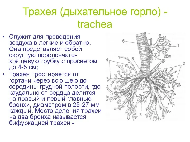 Трахея (дыхательное горло) - trachea Служит для проведения воздуха в легкие и
