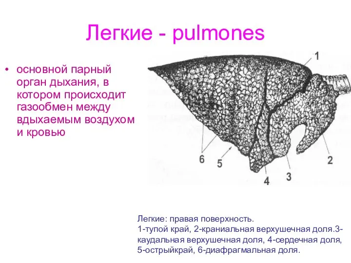 Легкие - pulmones основной парный орган дыхания, в котором происходит газообмен между